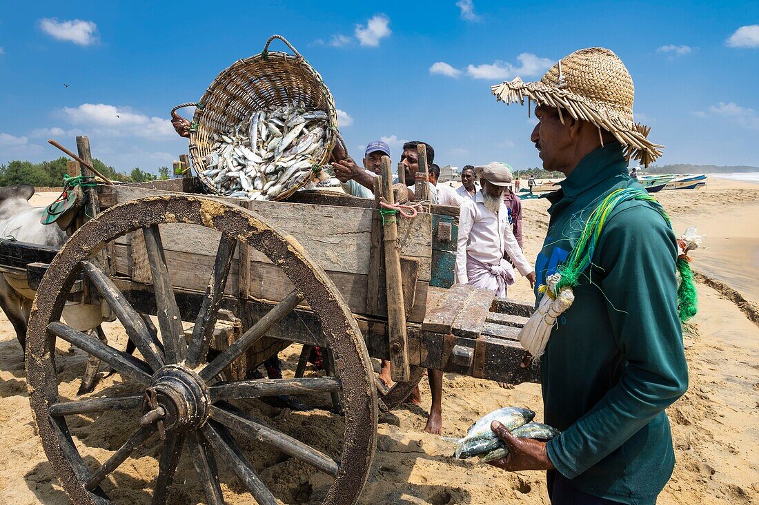 Sri Lanka, Ostprovinz, Pottuvil, Arugam-Bucht, Transport von Fisch mit Zebu-Karren am Strand von Pottuvil