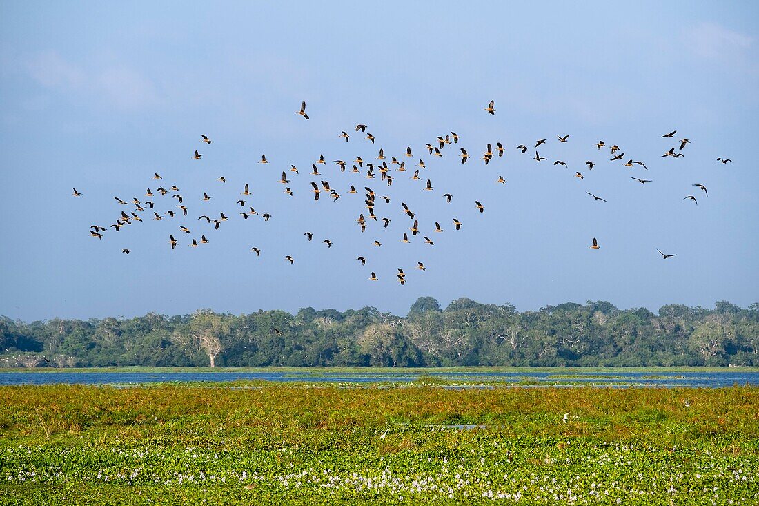 Sri Lanka, Ostprovinz, Lahugala-Kitulana-Nationalpark, wichtiger Lebensraum für den srilankischen Elefanten und endemische Vögel