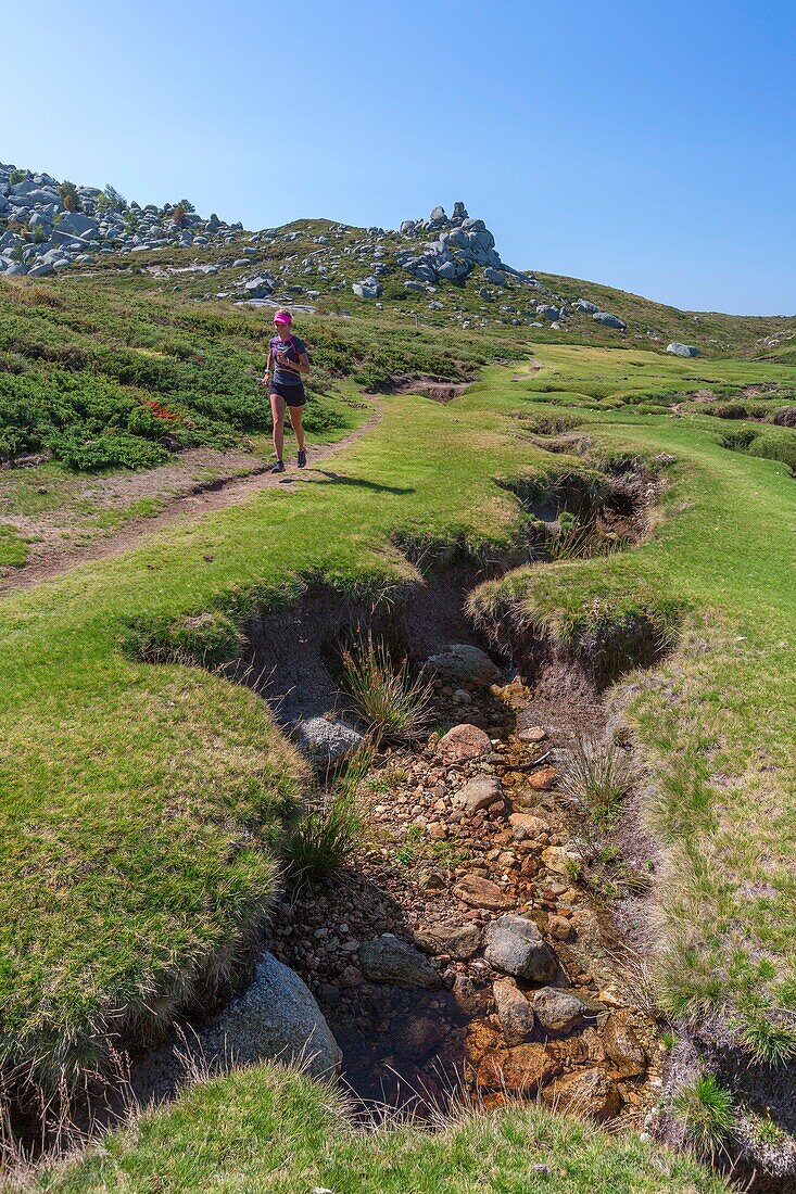 France, Corse du Sud, Alta Rocca region, mountain bogs locally called pozzines on the plateau of Cuscionu