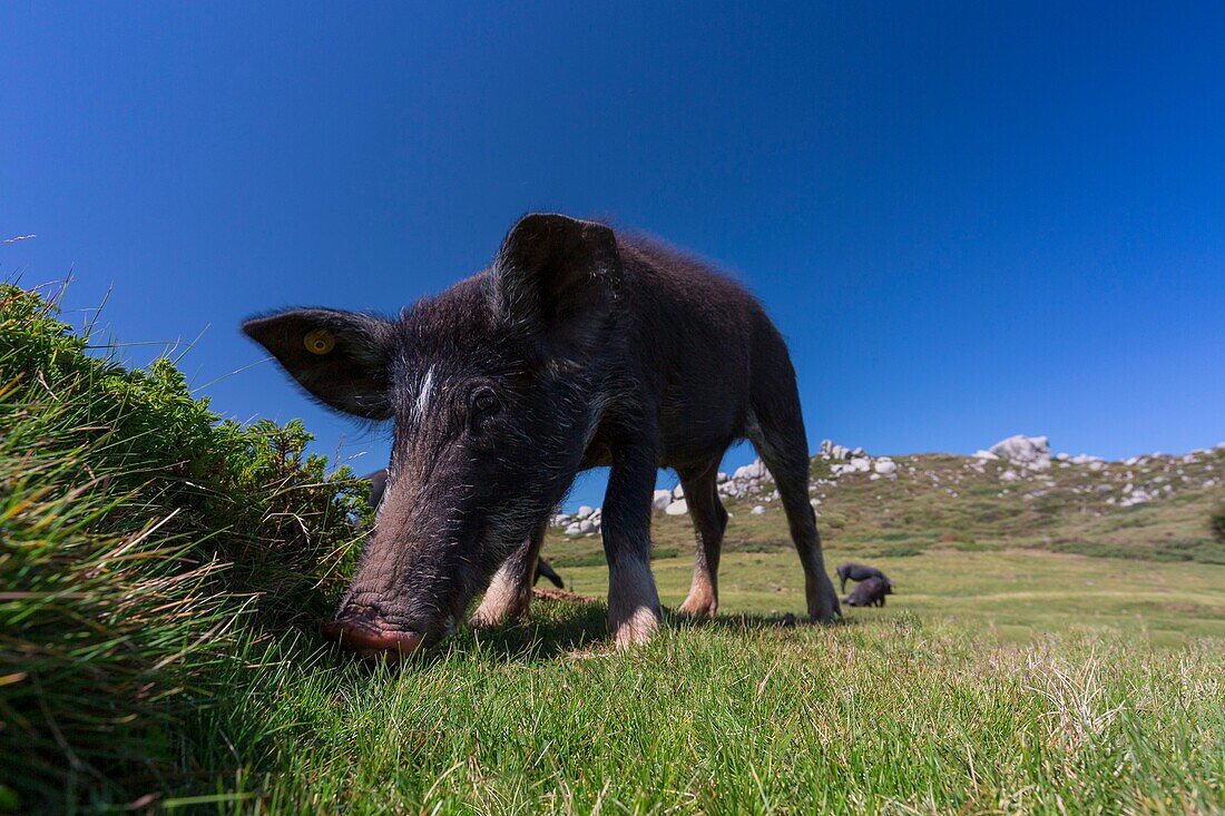 Frankreich, Corse du Sud, Serra-di-Scopamène, Familie der korsischen Schweine oder Porcu nustrale, die ausschließlich auf Korsika im Freien gezüchtet werden, im halbwilden Zustand auf den Pozzines der Hochebene von Cuscionu