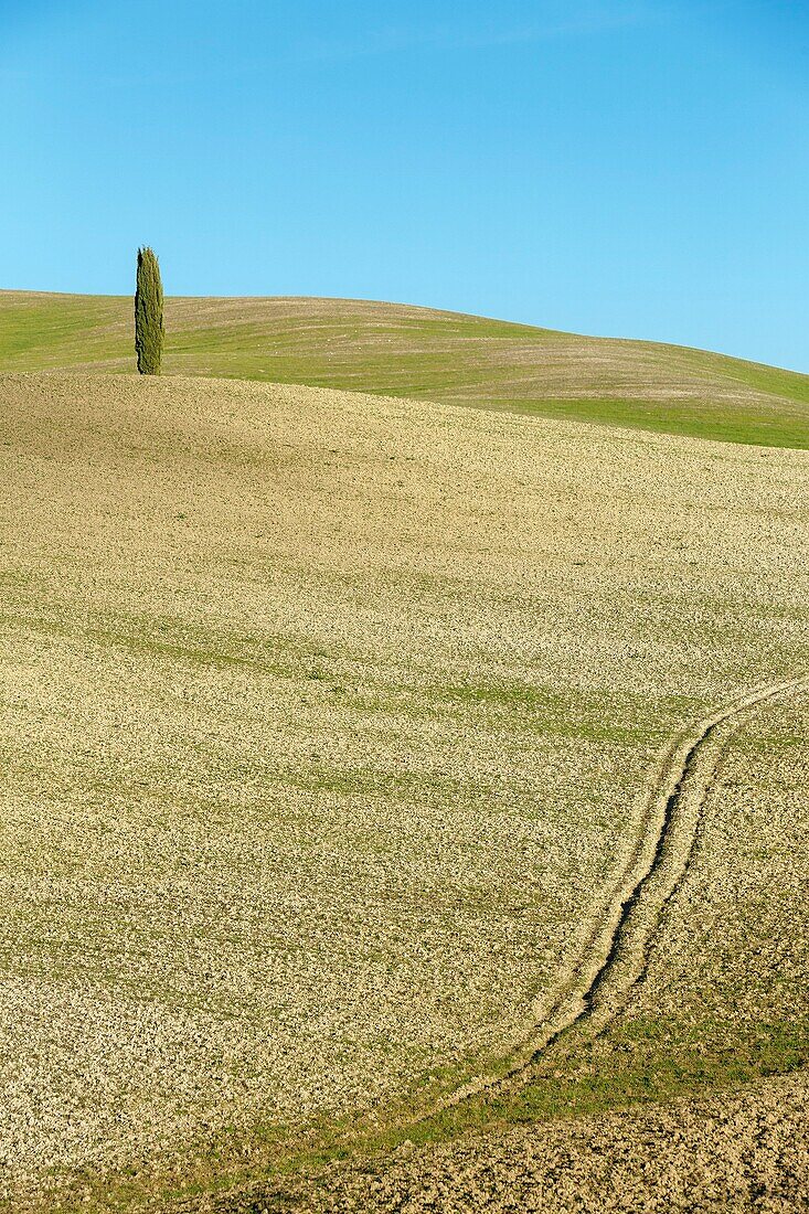 Italien, Toskana, Val d'Orcia, von der UNESCO zum Weltkulturerbe erklärt, Landschaft an der Via Francigena bei San Quirico d'Orcia, Cipressi di San Quirico d'Orcia