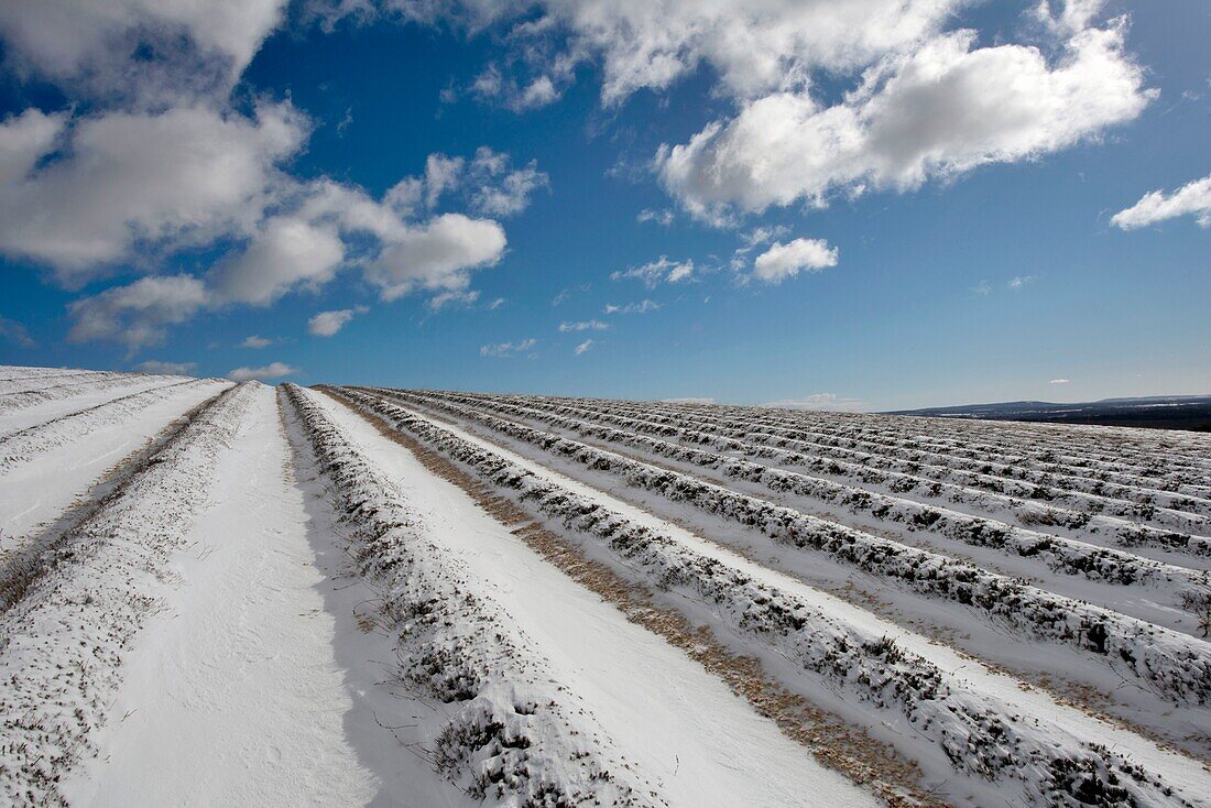 Frankreich, Drome, Ferrassieres, Lavendelfelder unter dem Schnee