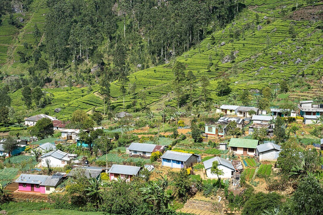 Sri Lanka, Uva-Provinz, Haputale, das Dorf ist von den Teeplantagen der 1890 von Thomas Lipton gegründeten Dambatenne-Gruppe umgeben