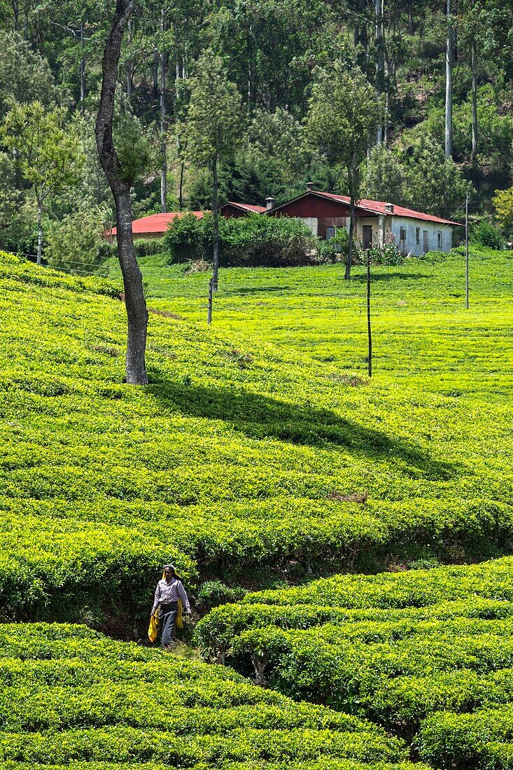 Sri Lanka, Uva-Provinz, Haputale, das Dorf ist von den Teeplantagen der 1890 von Thomas Lipton gegründeten Dambatenne-Gruppe umgeben