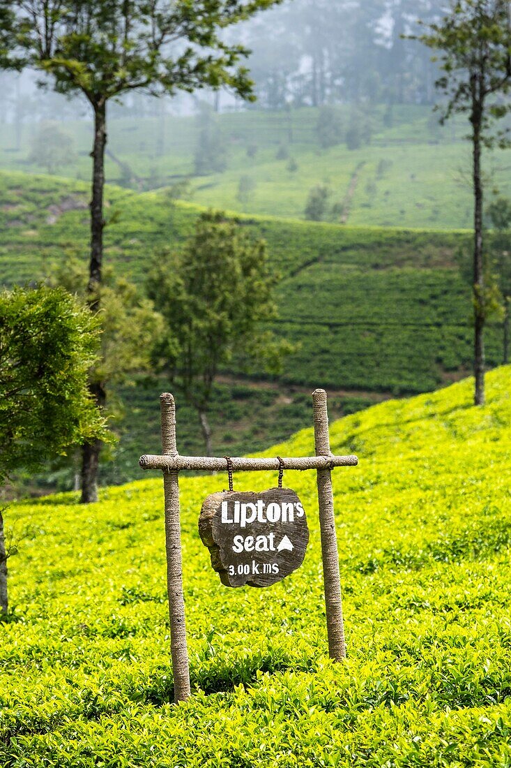 Sri Lanka, Uva-Provinz, Haputale, das Dorf ist von den Teeplantagen der 1890 von Thomas Lipton gegründeten Dambatenne-Gruppe umgeben