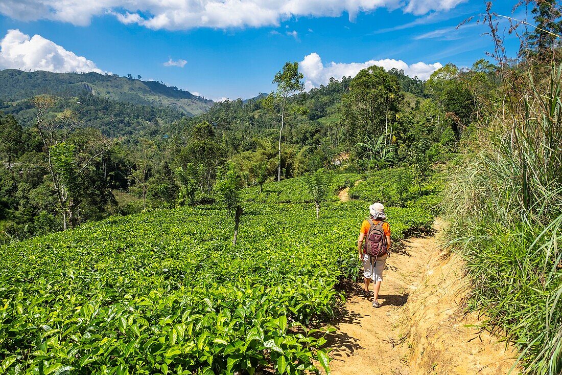 Sri Lanka, Provinz Uva, Ella, die Stadt ist von Hügeln umgeben, die mit Wäldern und Teeplantagen bedeckt sind