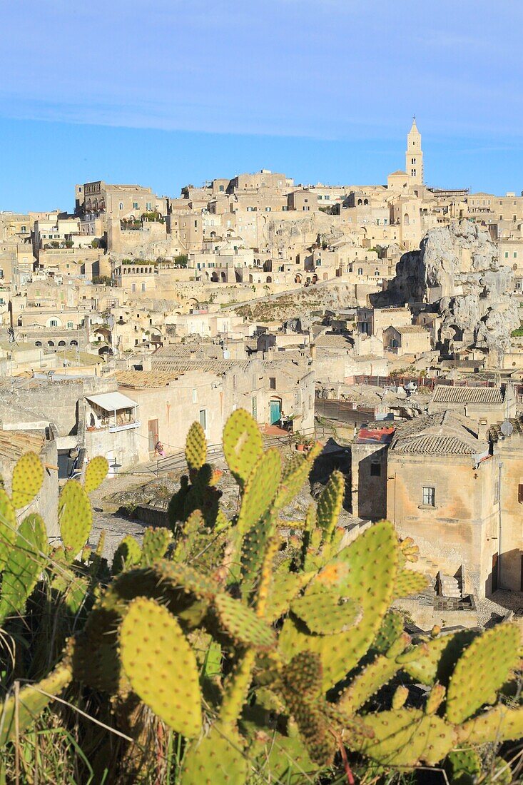 Italien, Basilikata, Matera, von der UNESCO zum Weltkulturerbe erklärte troglodytische Altstadt, Kulturhauptstadt Europas 2019, Sassi di Matera, Sasso Caveoso mit der Kathedrale und dem ersten Feigenbaum von Barbary (Opuntia ficus-indica)