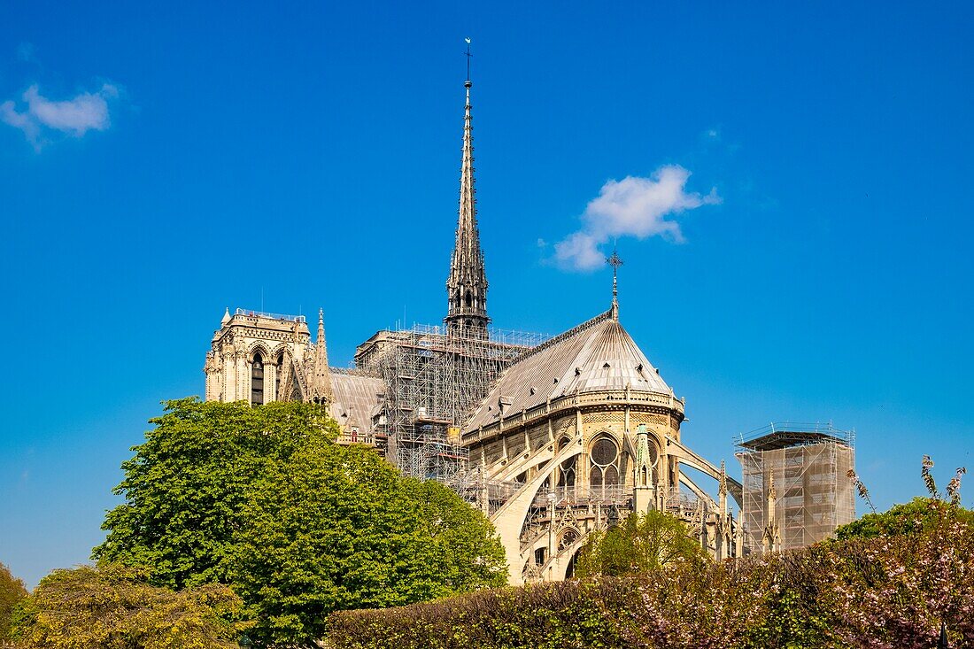 France, Paris (75), UNESCO World Heritage Site, Ile de la Cité, Notre-Dame Cathedral and renovation Scaffolding )