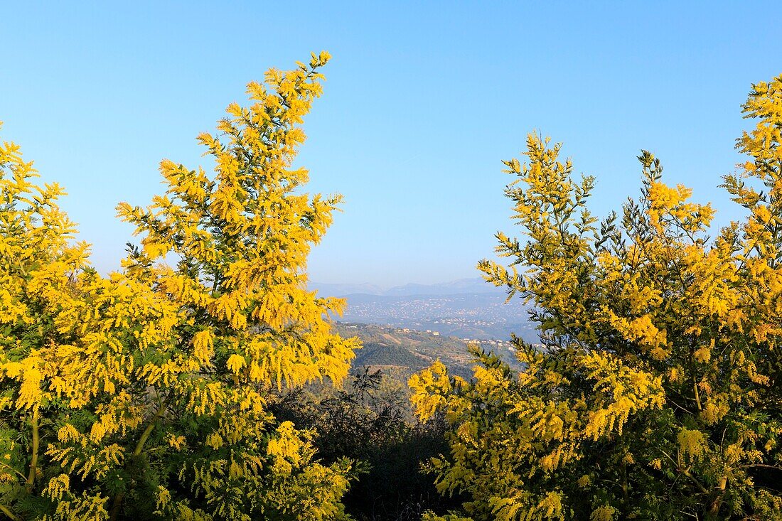 Frankreich, Alpes Maritimes, Pegomas, Vallon de l'Estreille, La Colline des Mimosas Familie Reynaud