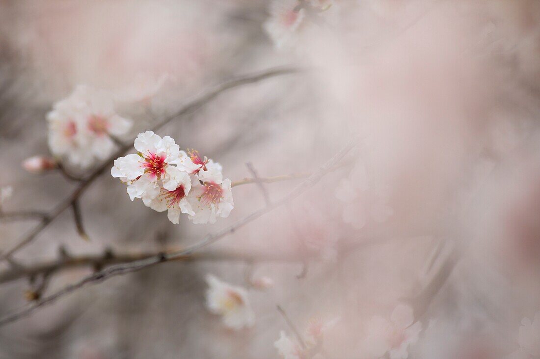 France, Alpes de Haute Provence, Saint Jurs, almond trees in bloom