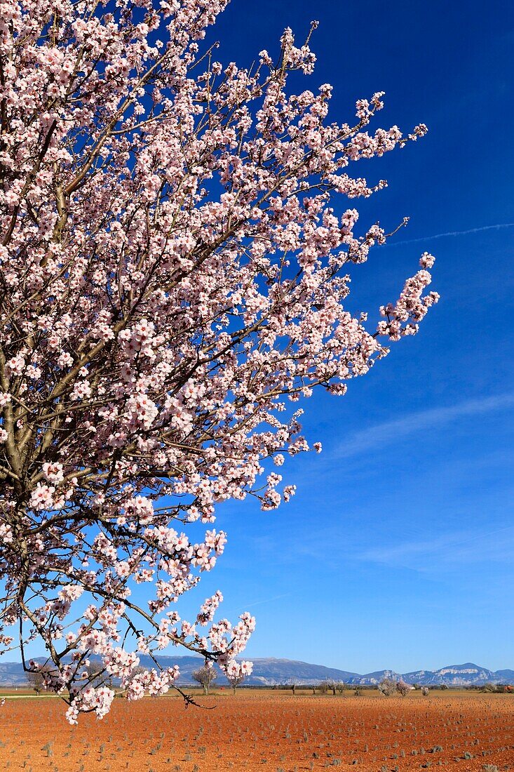 France, Alpes de Haute Provence, Verdon Regional Nature Park, Plateau de Valensole, Valensole, lavender and almond blossom field