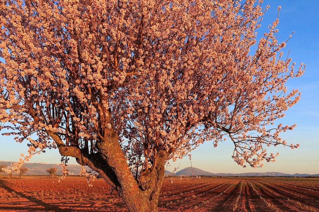 Frankreich, Alpes de Haute Provence, Regionaler Naturpark Verdon, Plateau de Valensole, Valensole, Lavendel- und Mandelblütenfeld