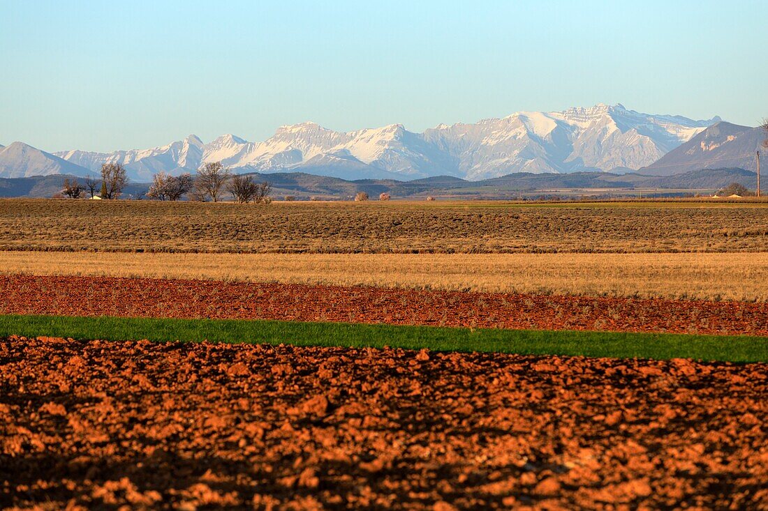 France, Alpes de Haute Provence, Verdon Regional Nature Park, Plateau de Valensole, Valensole