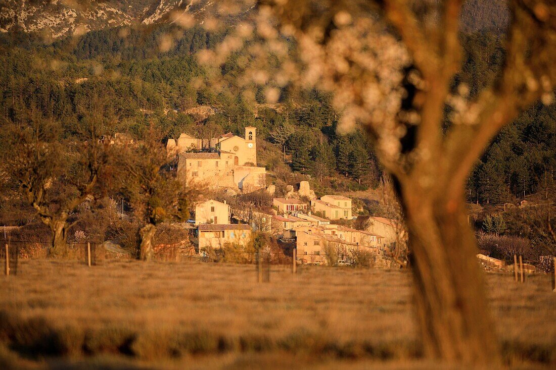 France, Alpes de Haute Provence, Verdon Regional Nature Park, Valensole plateau, Saint Jurs, lavender field