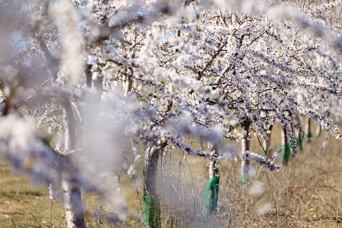 France, Alpes de Haute Provence, Brunet, almond trees in bloom