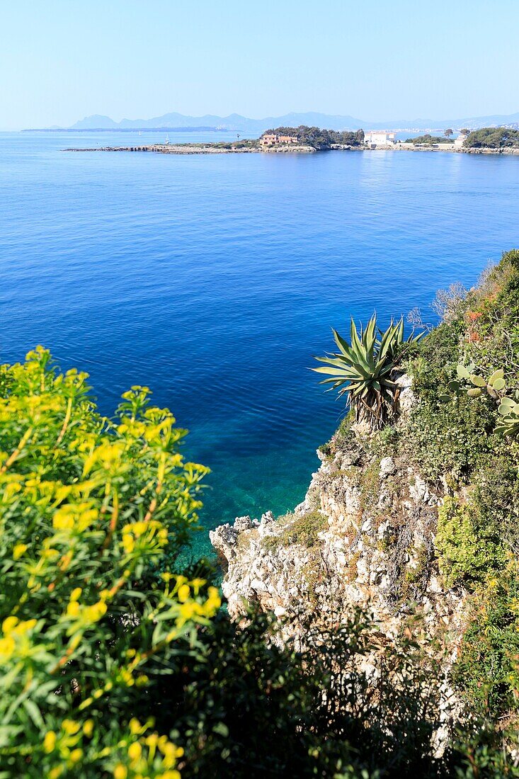 Frankreich, Alpes Maritimes, Antibes, Cap d'Antibes, Küstenweg, Euphorbien und Yucca