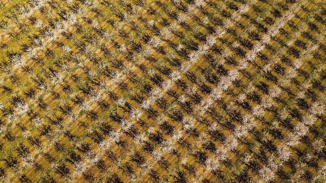 France, Alpes de Haute Provence, Brunet, almond field (aerial view)