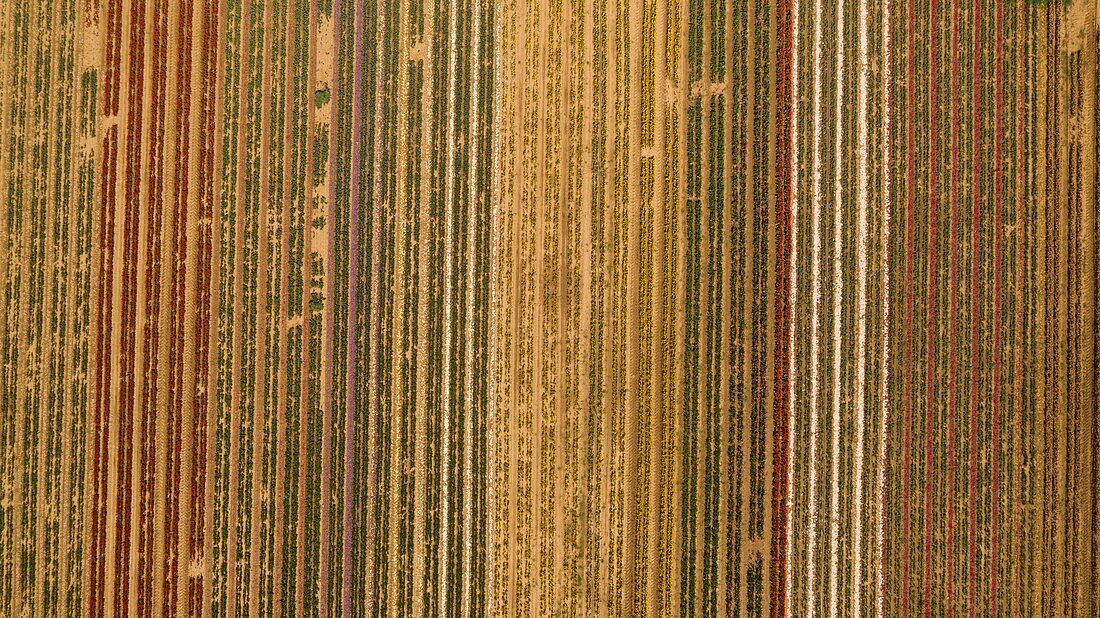 France, Alpes de Haute Provence, La Brillanne, cultivated flower fields (aerial view)