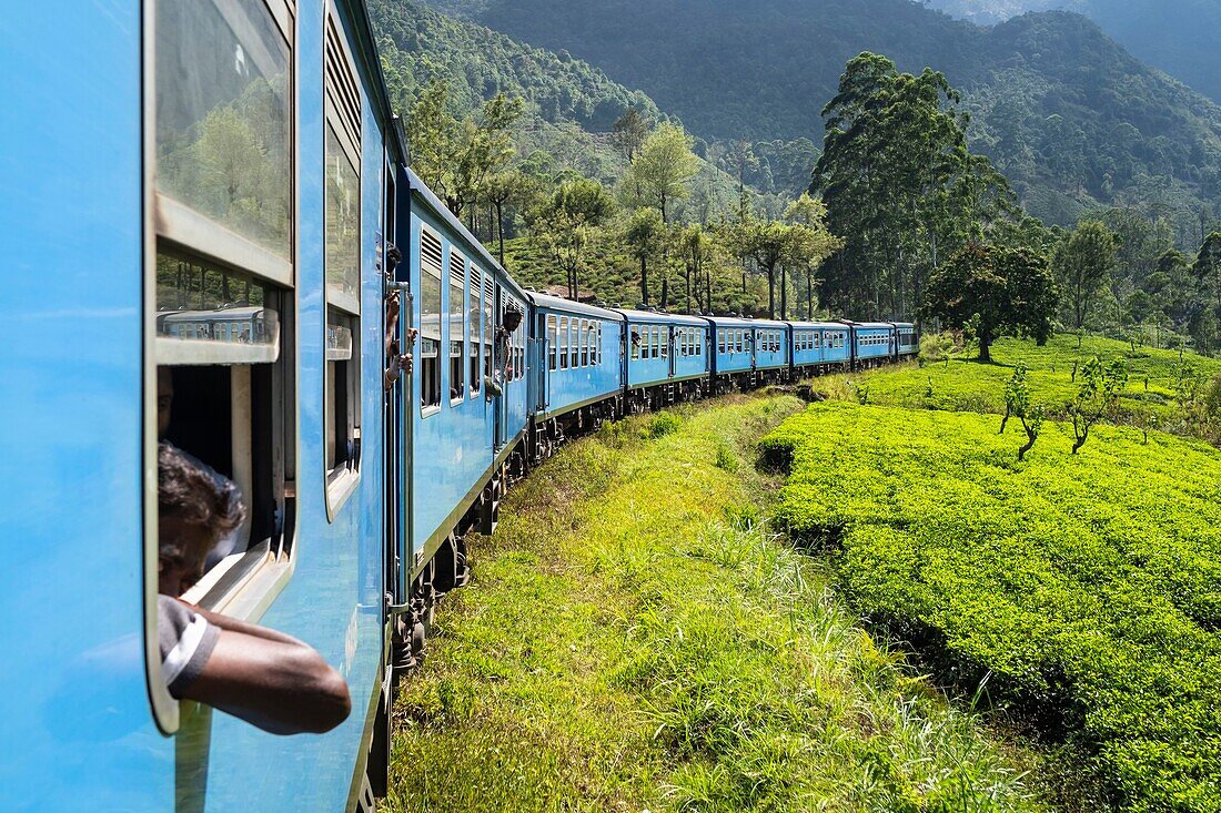 Sri Lanka, Uva province, the train line that connects Badulla to Kandy crossing mountain regions and tea plantations