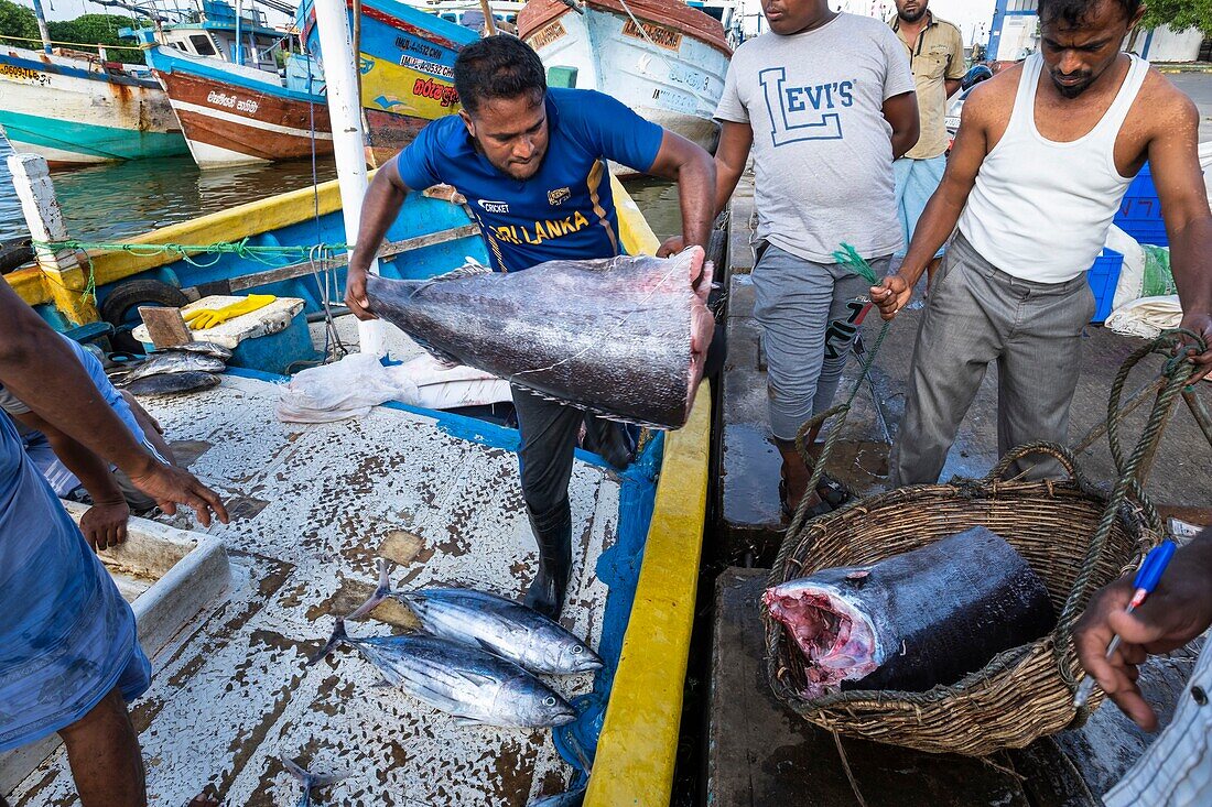 Sri Lanka, Eastern province, Valaichchenai, fishing harbour