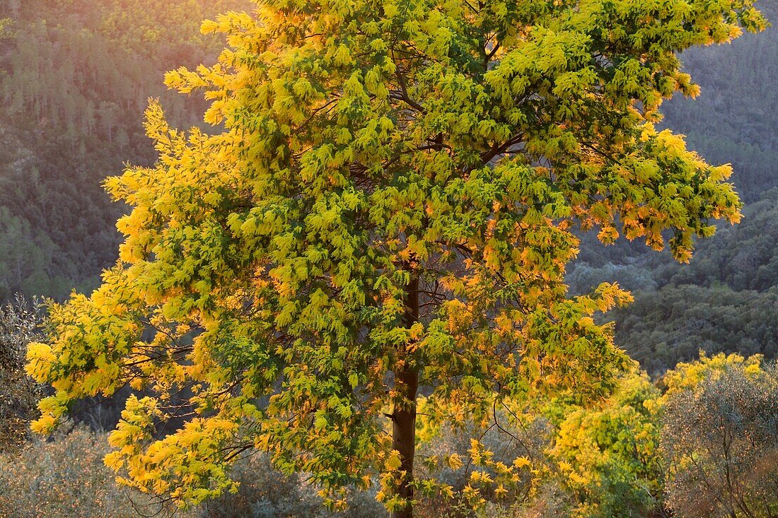 France, Var, Tanneron Massif, Tanneron, Vallon du Peyrourier, Mimosa road