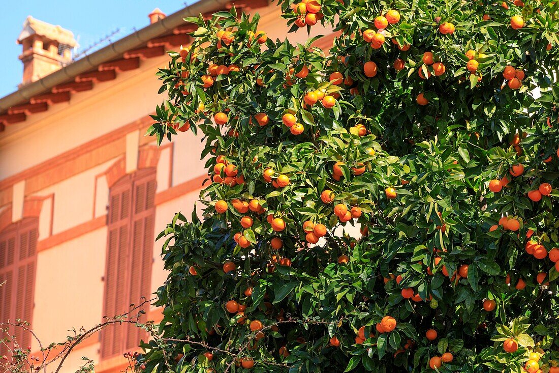 France, Var, Bormes les Mimosas