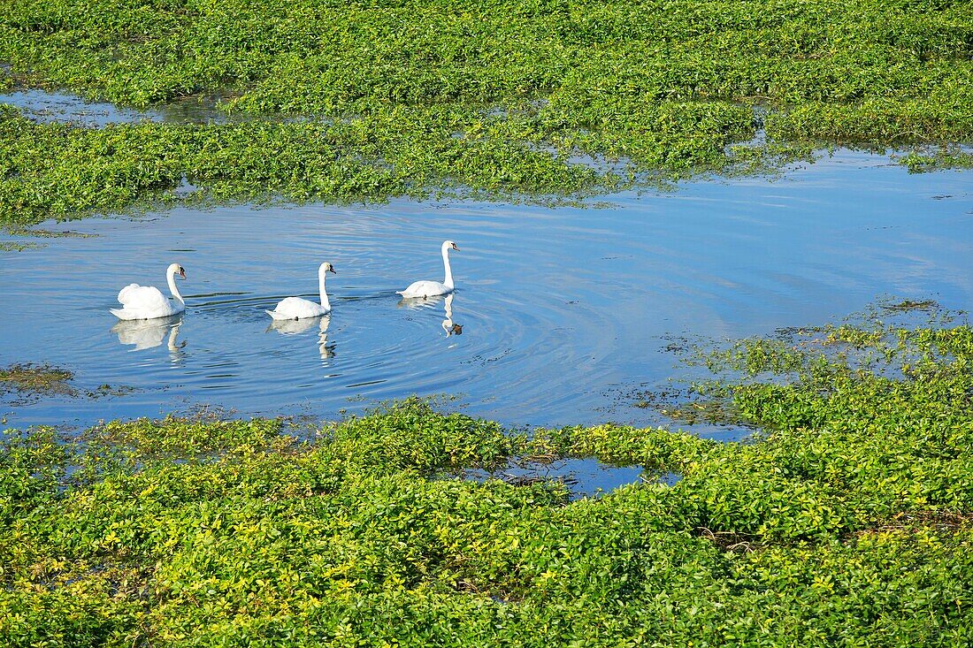 France, Vaucluse, Avignon, island of La Barthelasse, cove of Islon, swans