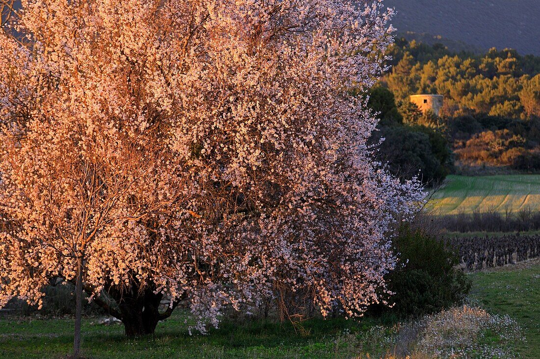 France, Vaucluse, Luberon Regional Natural Park, Lourmarin, Most Beautiful Villages of France, almond blossom