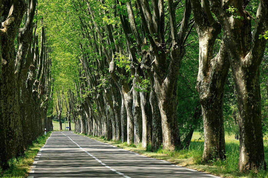 France, Alpes de Haute Provence, Luberon Regional Natural Park, Cereste, road D4100