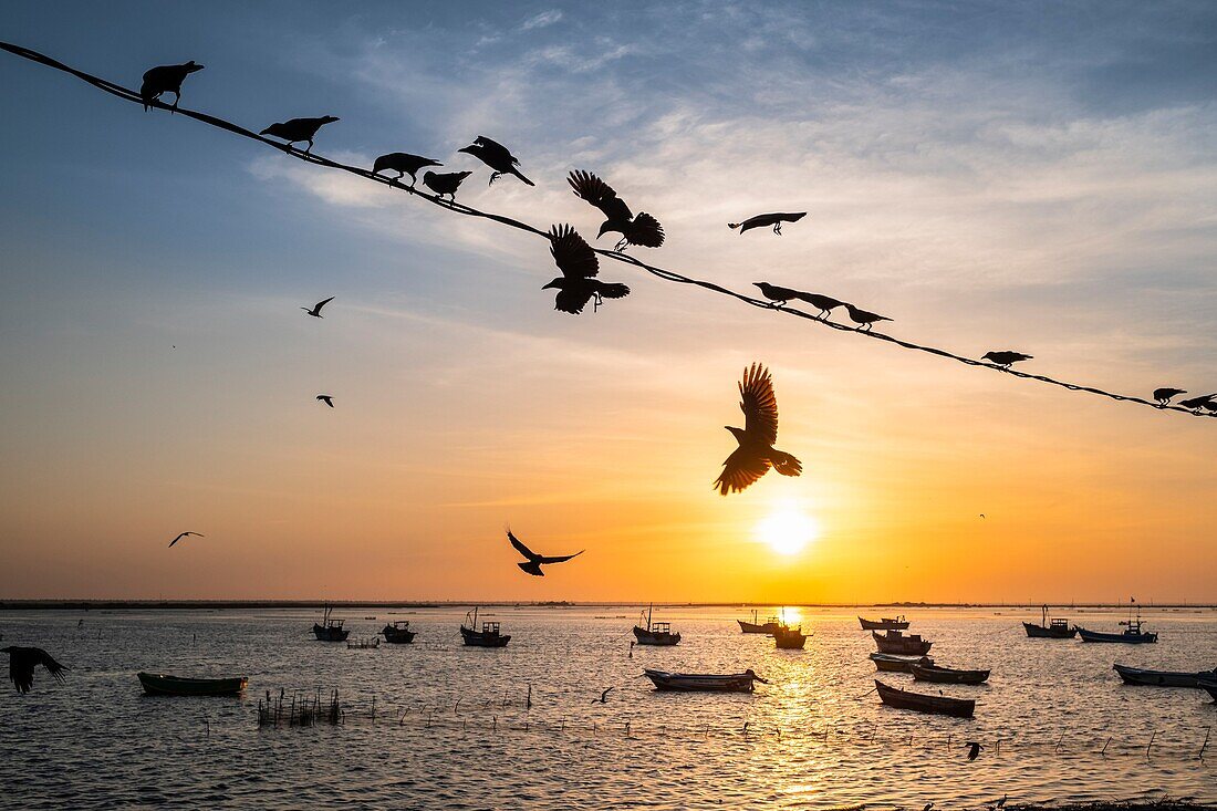 Sri Lanka, Nordprovinz, Jaffna, Sonnenuntergang über dem Fischereihafen