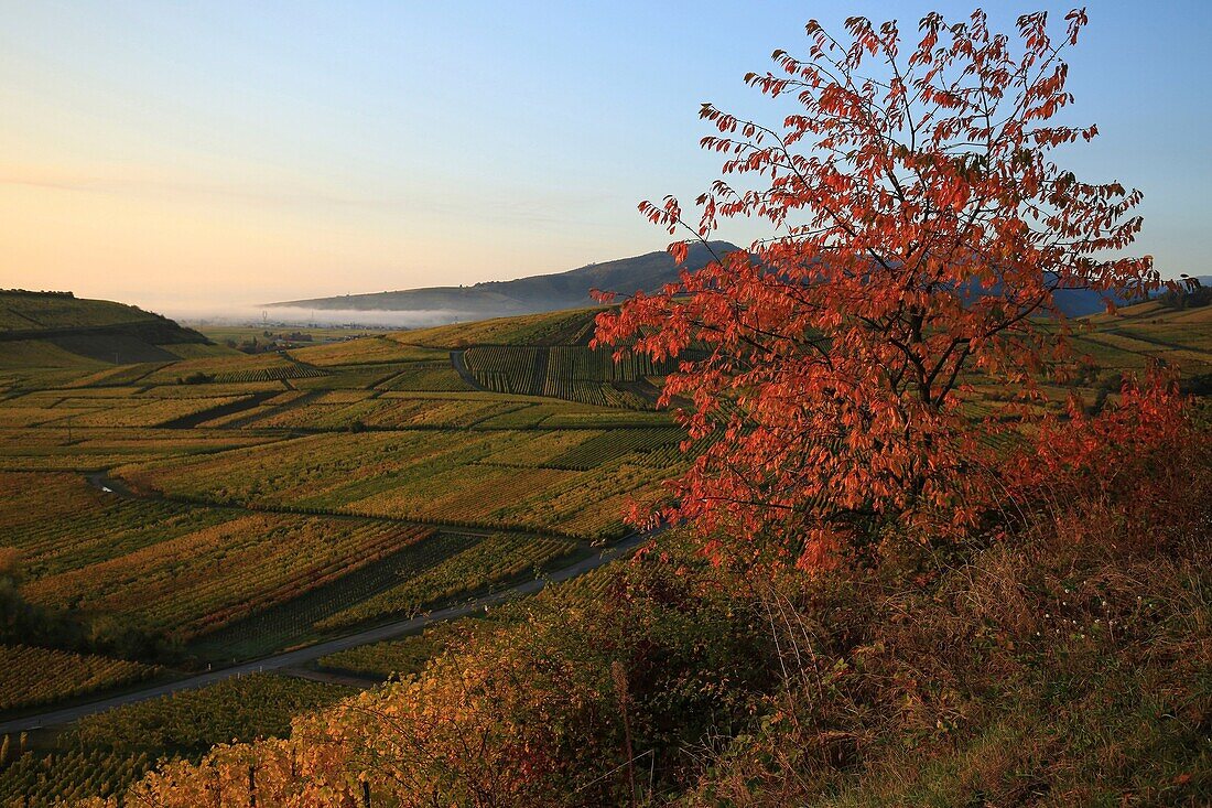 France, Haut Rhin, Niedermorschwihr, Route des Vins d'Alsace, Early morning vineyards near Niedermorschwihr