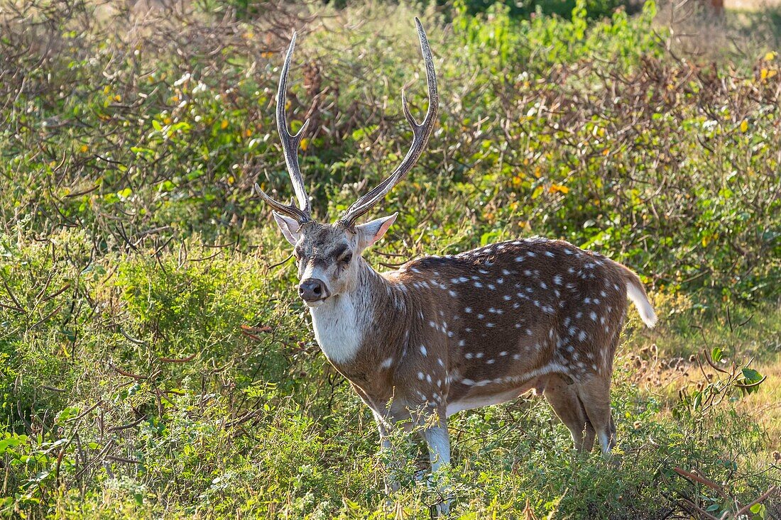 Sri Lanka, Eastern province, Trincomalee (or Trinquemalay), spotted deers close to the city