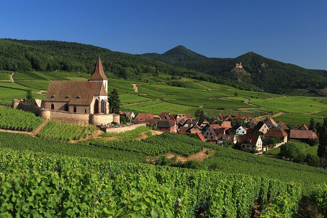 Frankreich, Haut Rhin, Route des Vins d'Alsace, Das Dorf Hunawihr und seine befestigte Kirche Saint Jacques le Majeur aus dem 14. Jahrhundert, umgeben von Weinbergen, wird zu den schönsten Dörfern Frankreichs gezählt