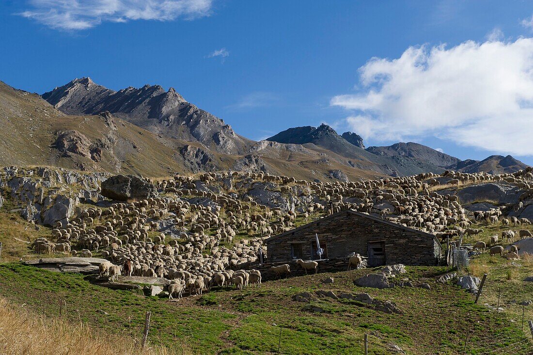 Frankreich, Alpes de Haute Provence, Ubaye-Massiv, Barcelonnette, Wanderung zum Longet-See, Schafherde im Schafstall von Peyron