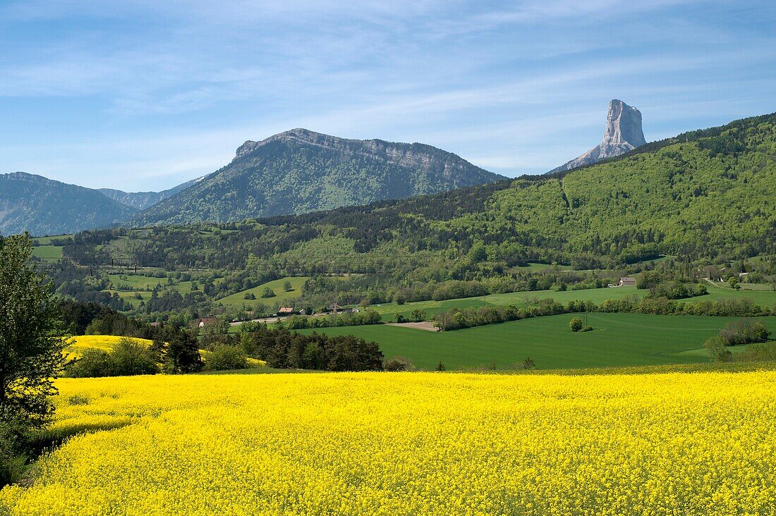 France, Isere, Trieves, countryside and rapeseed fields to the village of Roissard and Mont Aiguille (2085m)