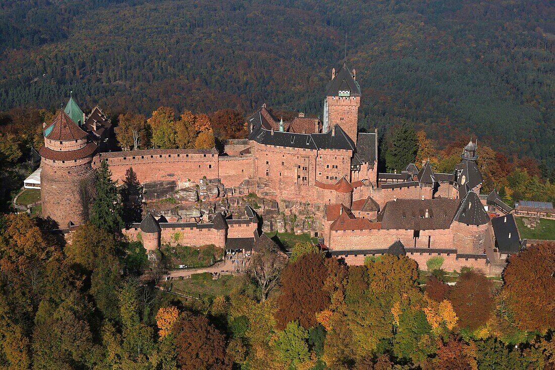 France, Bas Rhin, the Upper Koenigsbourg castle on the foothills of the Vosges and overlooking the plain of Alsace, Medieval castle of the 12th century, It is classified as a historical monument (aerial view)