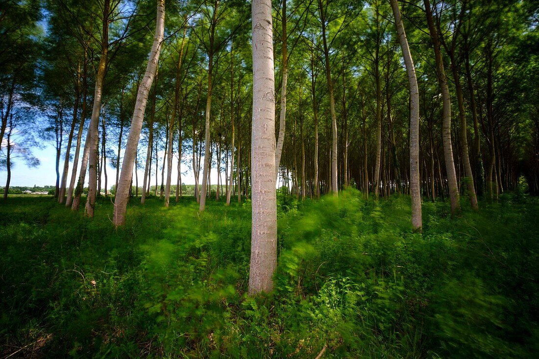 Frankreich, Indre et Loire, Pappelplantage