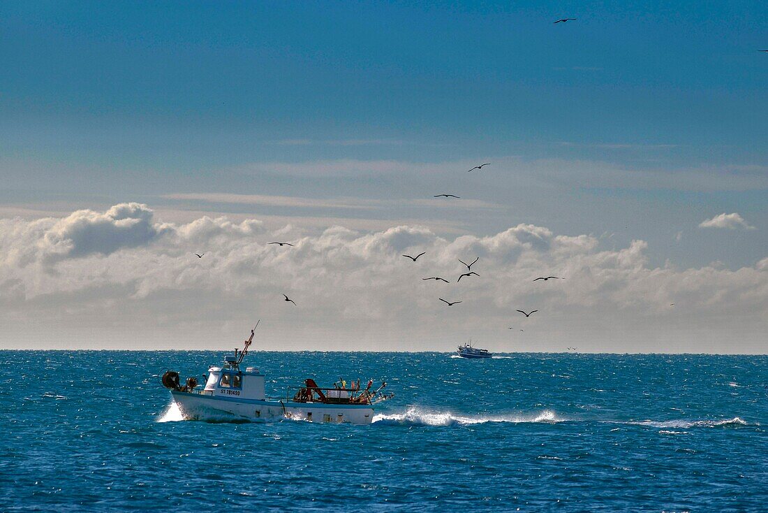 France, Herault, Agde, Cape of Agde, fishing boat followed by birds