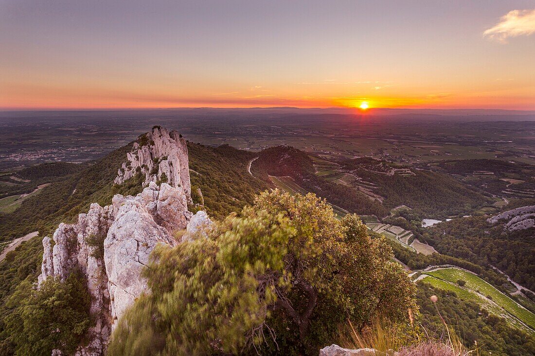 Frankreich, Vaucluse, Dentelles de Montmirail, Weinberg von Gigondas