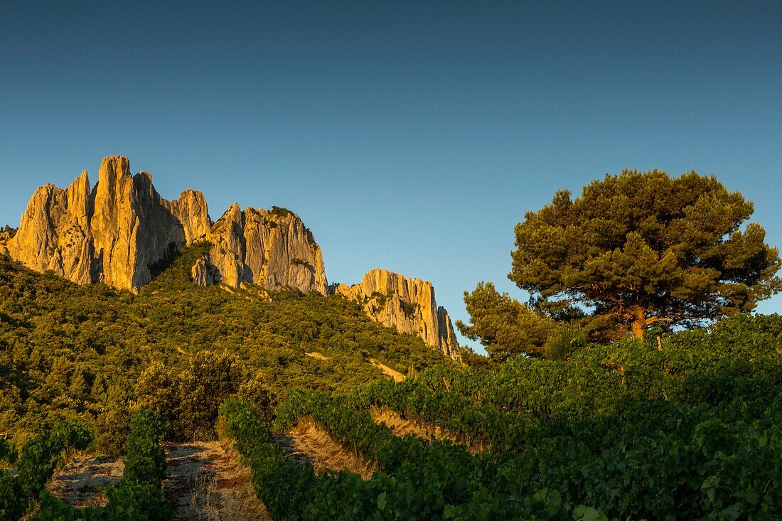 Frankreich, Vaucluse, Dentelles de Montmirail, Weinberg von Gigondas