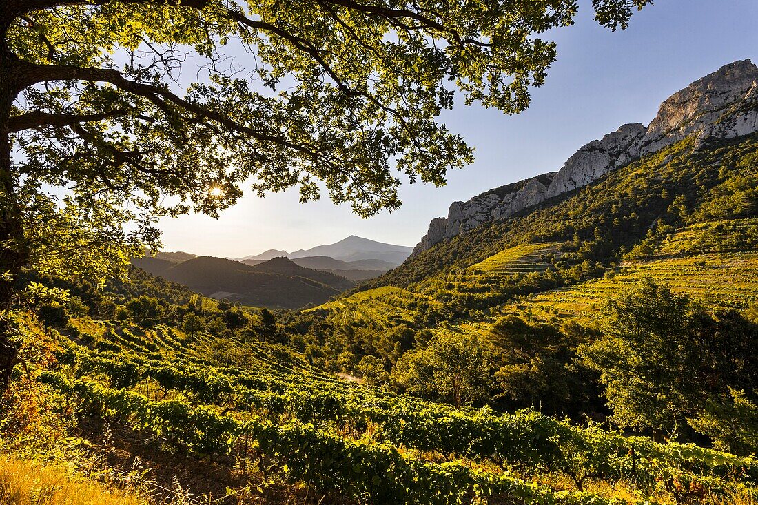 Frankreich, Vaucluse, Dentelles de Montmirail, Weinberg von Gigondas, im Hintergrund Mont Ventoux