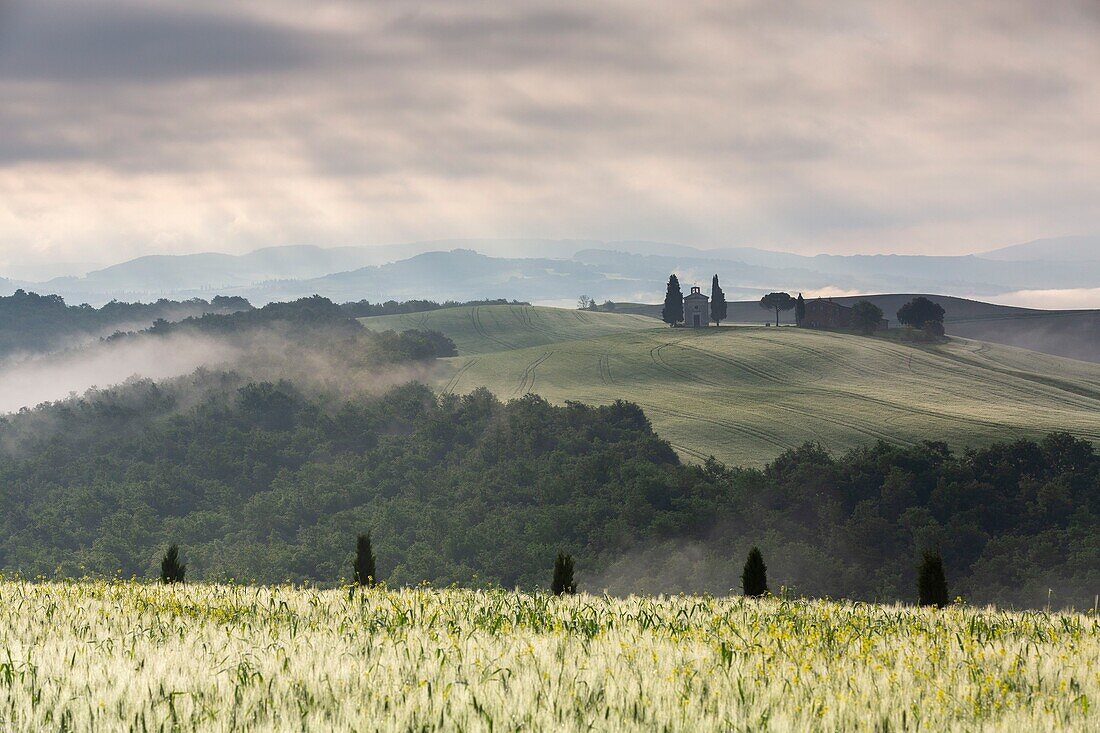 Italien, Toskana, Val d'Orcia, von der UNESCO zum Weltkulturerbe erklärt, Landschaft bei Pienza, die di cappella Vitaleta