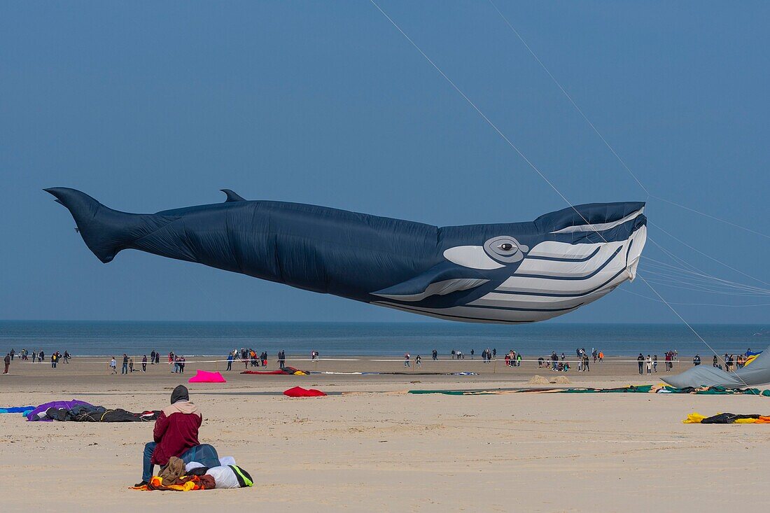 France, Pas de Calais, Opale Coast, Berck sur Mer, Berck sur Mer International Kite Meetings, during 9 days the city welcomes 500 kites from all over the world for one of the most important kite events in the world