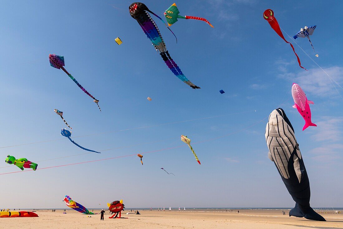 France, Pas de Calais, Opale Coast, Berck sur Mer, Berck sur Mer International Kite Meetings, during 9 days the city welcomes 500 kites from all over the world for one of the most important kite events in the world