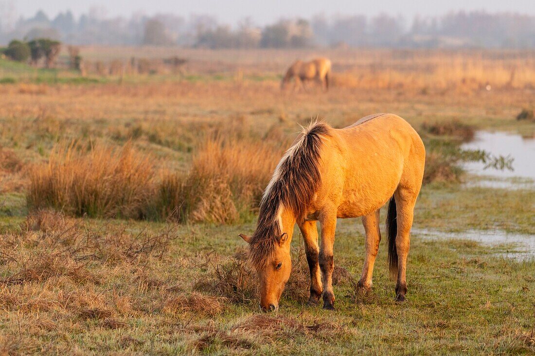 Frankreich, Somme, Baie de Somme, Le Crotoy, Le Crotoy Marsh, die Henson Pferderasse wurde in der Baie de Somme für den Reitsport geschaffen und ist der Stolz der lokalen Züchter, diese kleinen robusten Pferde werden auch für die Ökopflanzung und Sumpfpflege eingesetzt