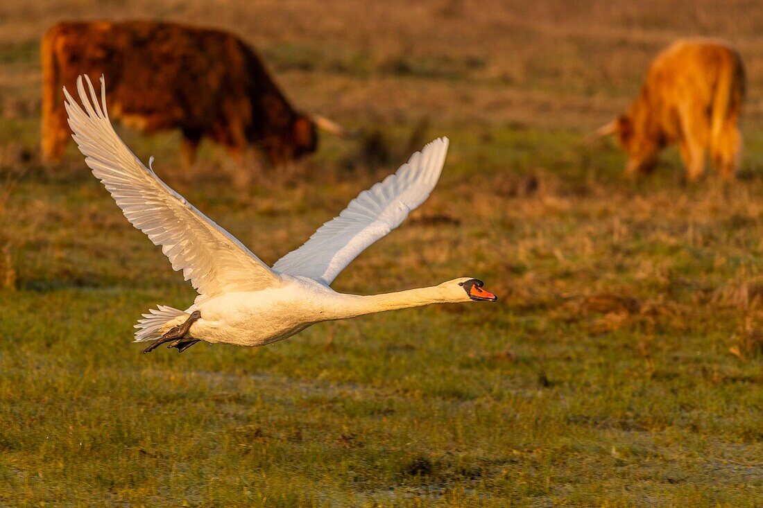 France, Somme, Baie de Somme, Le Crotoy, Crotoy Marsh, Mute Swan (Cygnus olor) defending its territory and hunting intruders in the spring