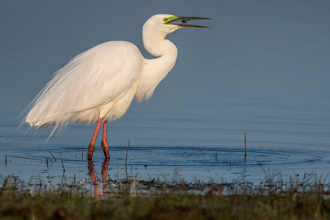 Frankreich, Somme, Baie de Somme, Le Crotoy, Crotoy Marsh, Silberreiher (Ardea alba) im Brautkleid beim Fischen