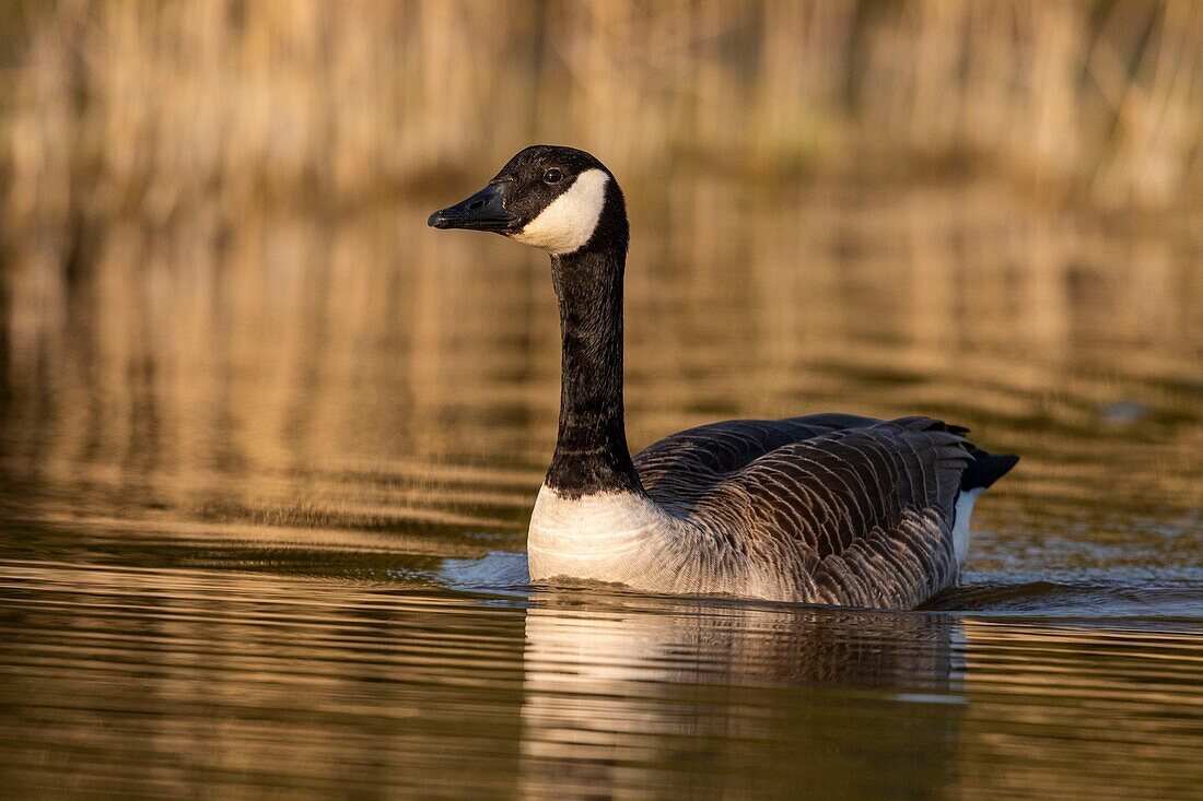 Frankreich, Somme, Baie de Somme, Naturschutzgebiet Baie de Somme, Ornithologischer Park Marquenterre, Saint Quentin en Tourmont, Kanadagans (Branta canadensis Kanadagans)