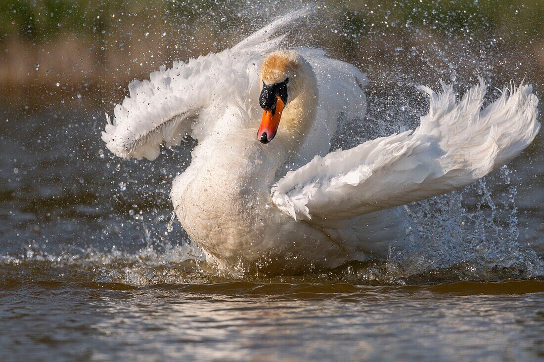 France, Somme, Baie de Somme, Baie de Somme Nature Reserve, Marquenterre Ornithological Park, Saint Quentin en Tourmont, Mute Swan (Cygnus olor Mute Swan) bath (toilet)