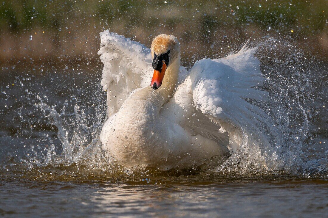 France, Somme, Baie de Somme, Baie de Somme Nature Reserve, Marquenterre Ornithological Park, Saint Quentin en Tourmont, Mute Swan (Cygnus olor Mute Swan) bath (toilet)